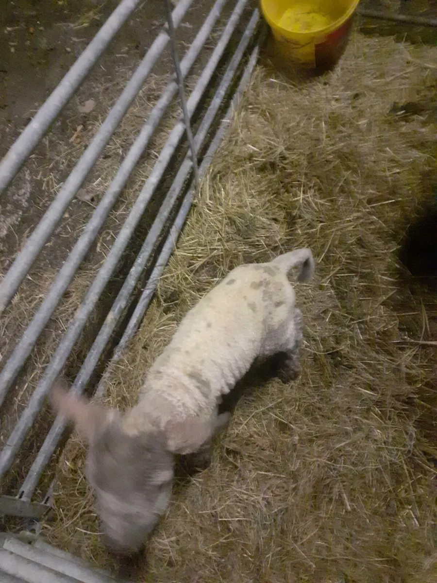 Pet lamb