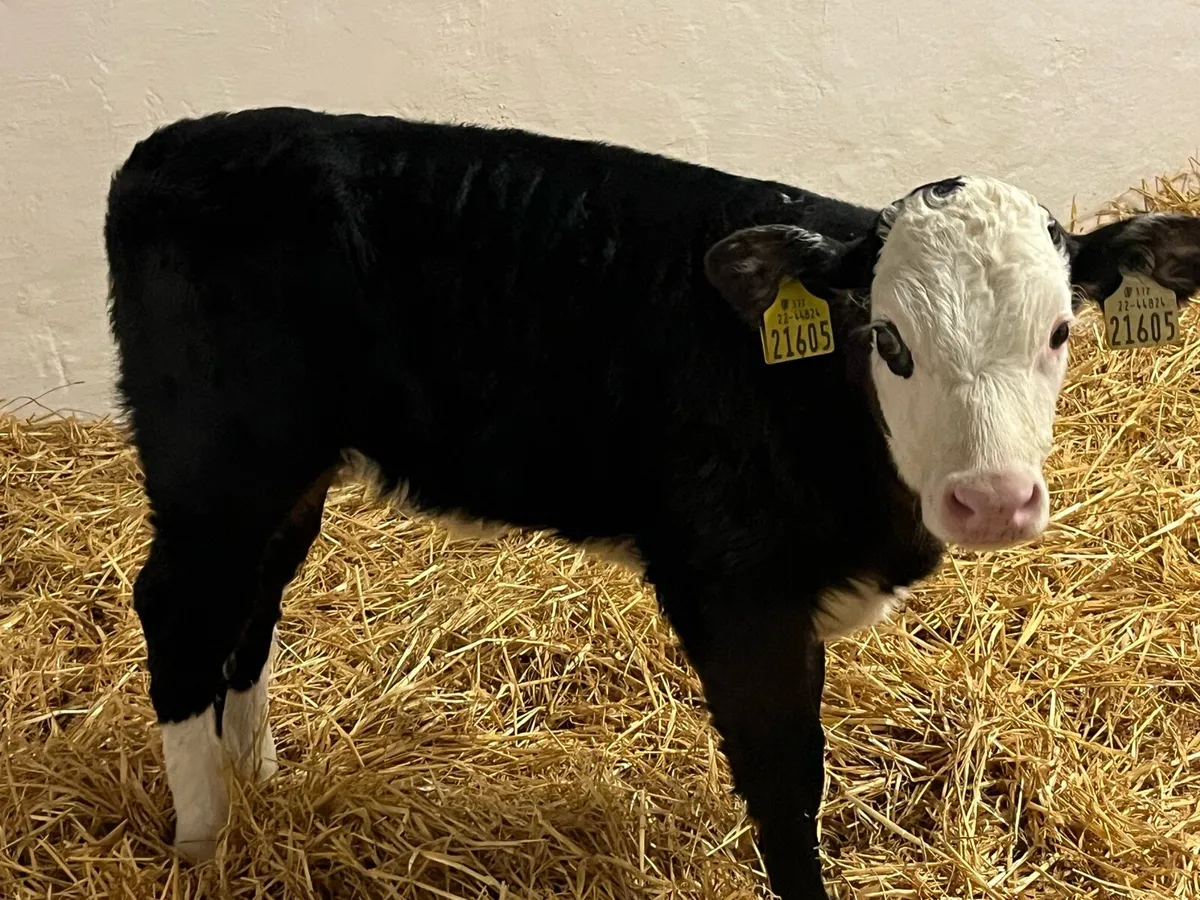 2 Red Whitehead Heifer Calves - Image 2