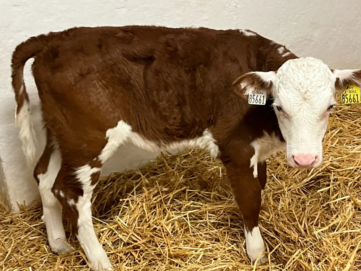 2 Red Whitehead Heifer Calves - Image 1