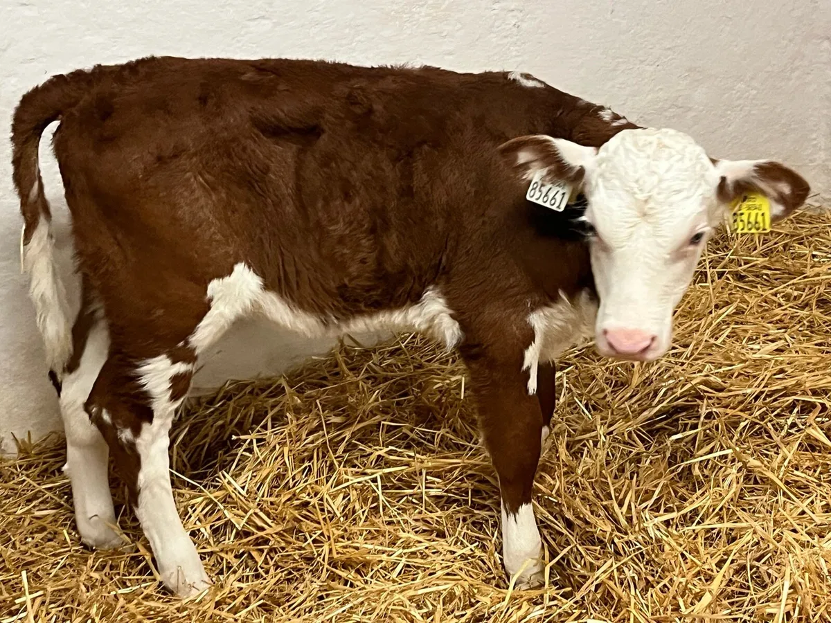2 Red Whitehead Heifer Calves - Image 3