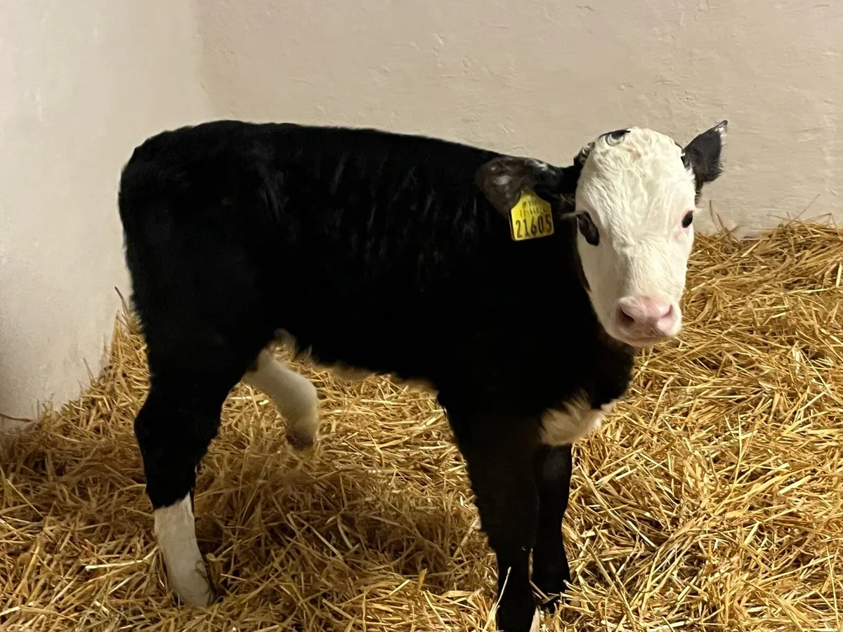 2 Red Whitehead Heifer Calves - Image 4