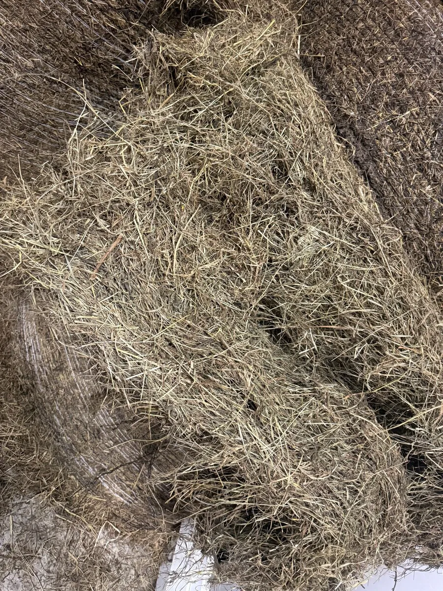 Hay & Haylige - Image 1