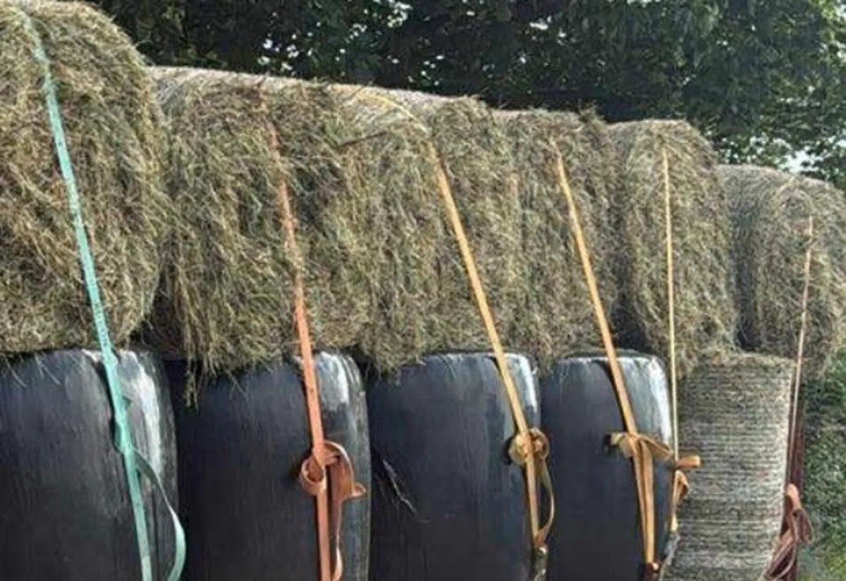 Hay & Haylige - Image 2