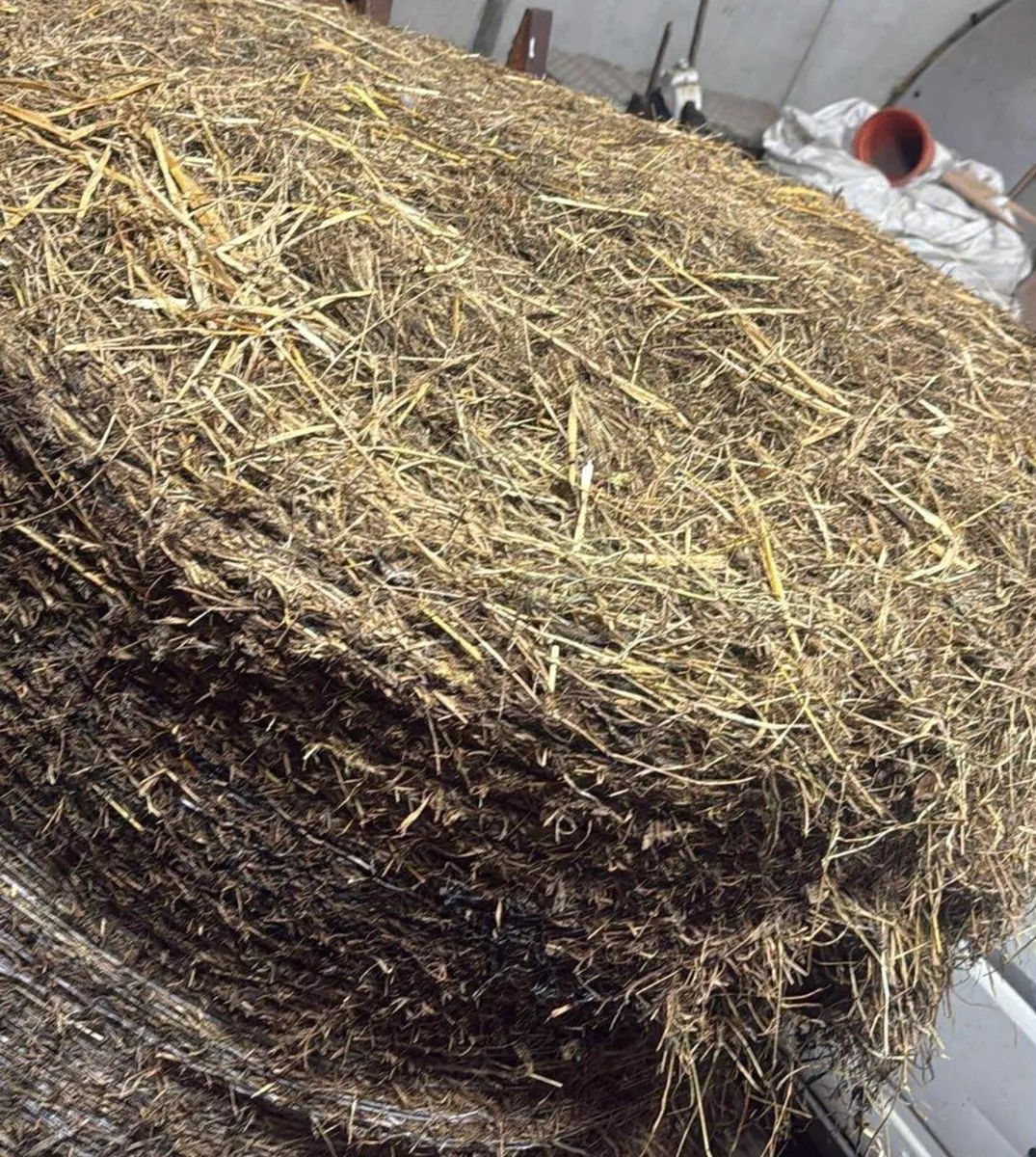 Hay & Haylige - Image 3