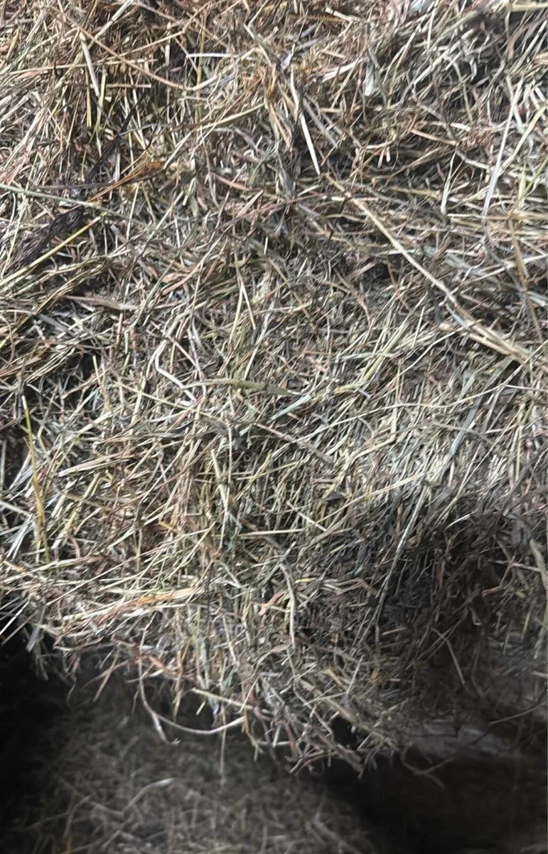 Hay & Haylige - Image 4