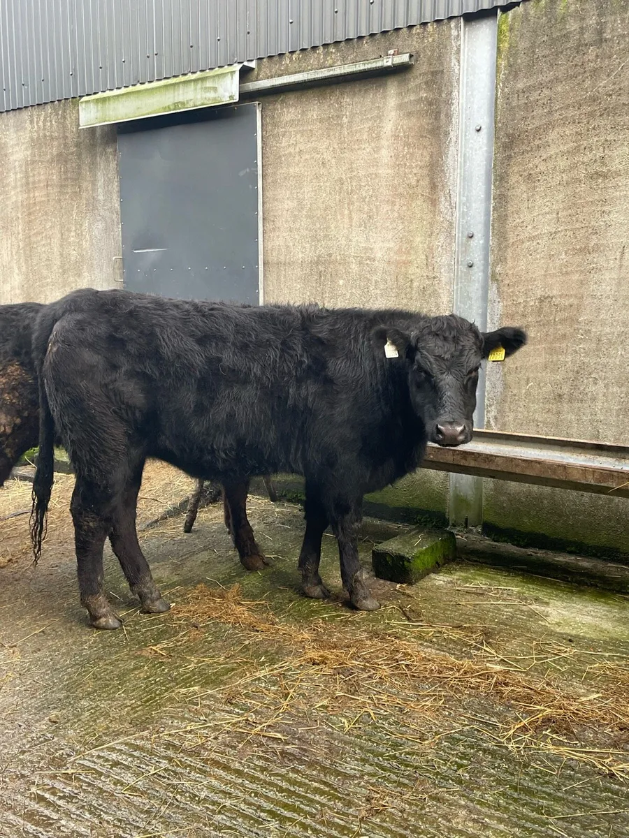 3 Angus heifers and 1 limousin bullock - Image 1