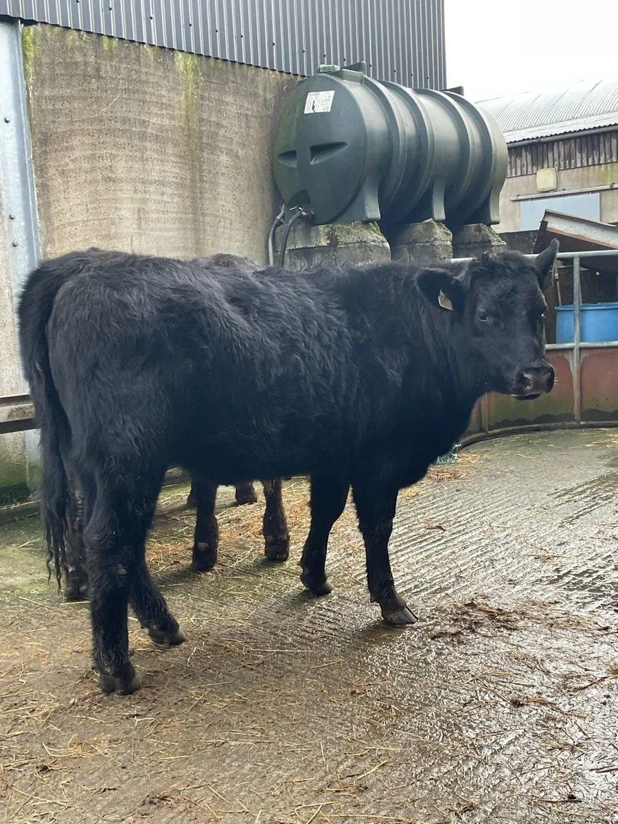 3 Angus heifers and 1 limousin bullock - Image 3