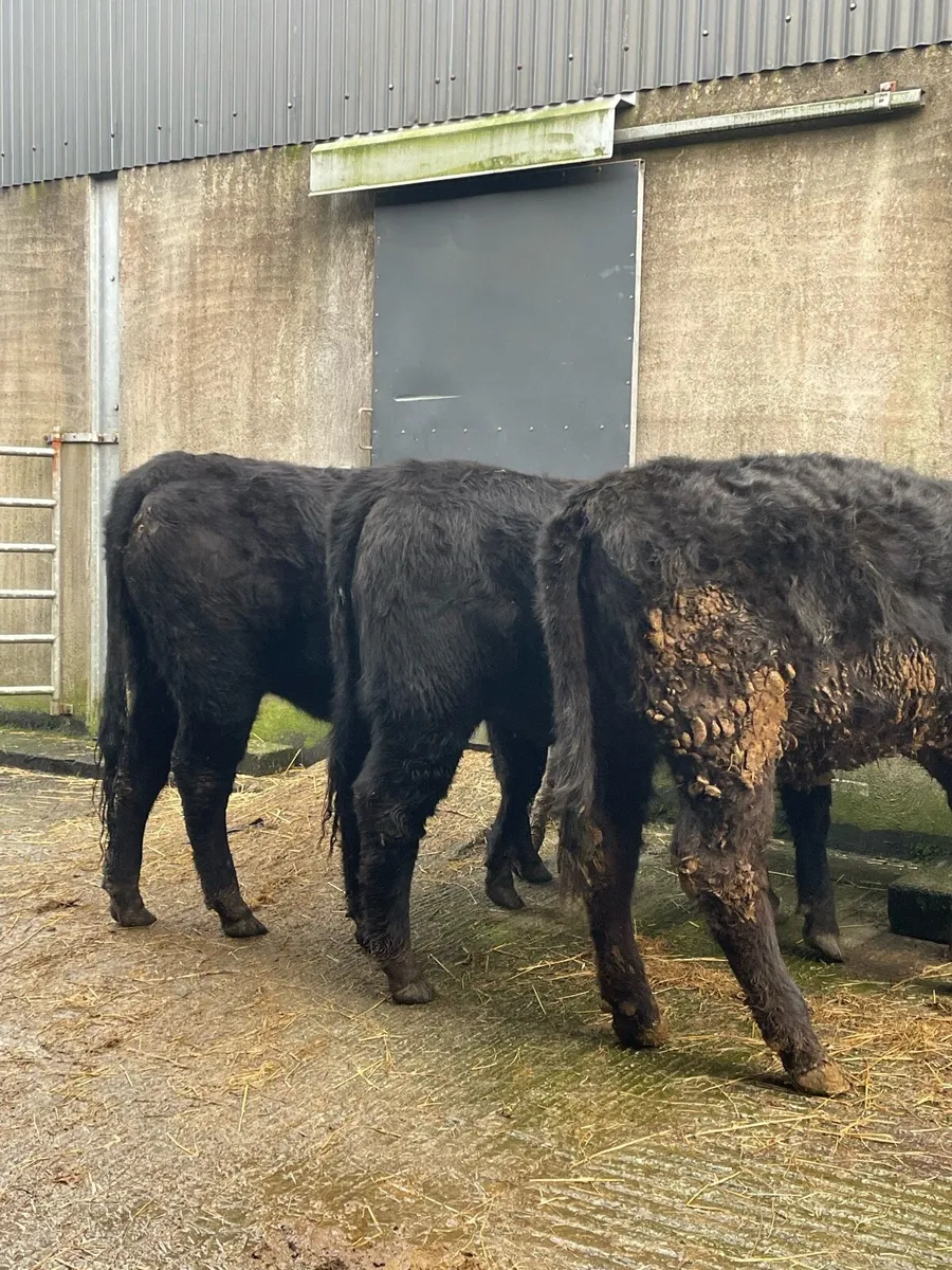3 Angus heifers and 1 limousin bullock - Image 4