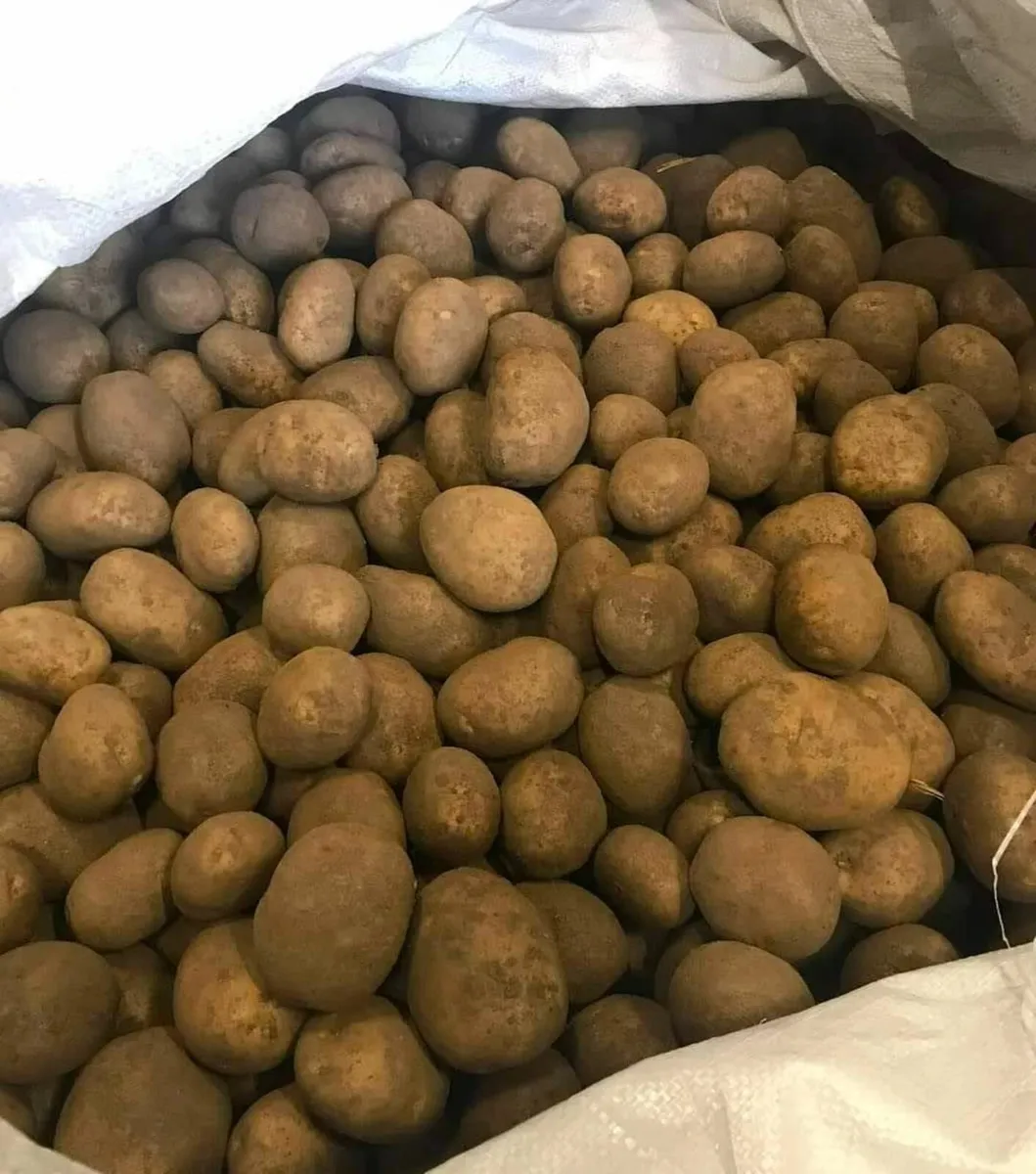 Certified British Queen Seed Potatoes - Image 1