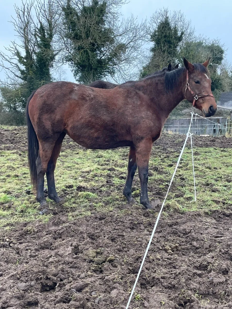 In Foal Broodmare - Image 2