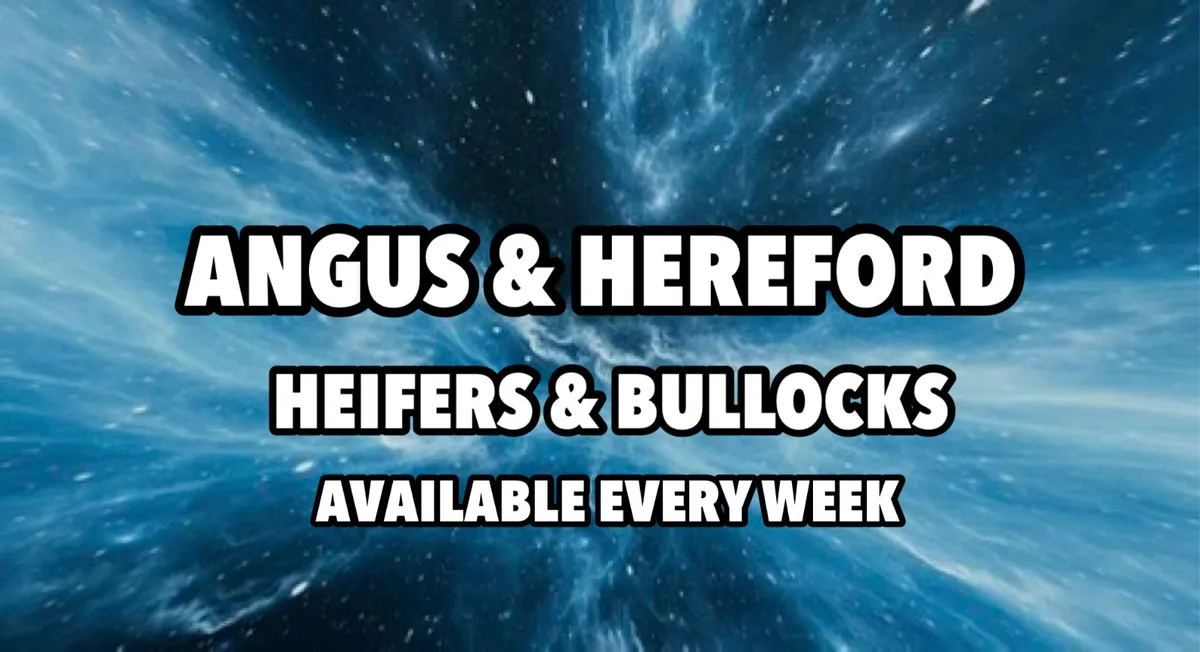 Angus & Herefords 300kg / 350kg - Image 1