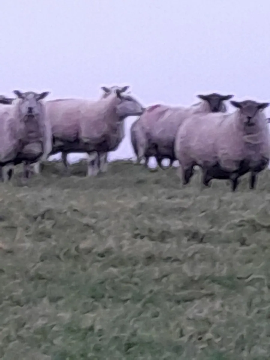 In Lamb Hoggets - Image 1
