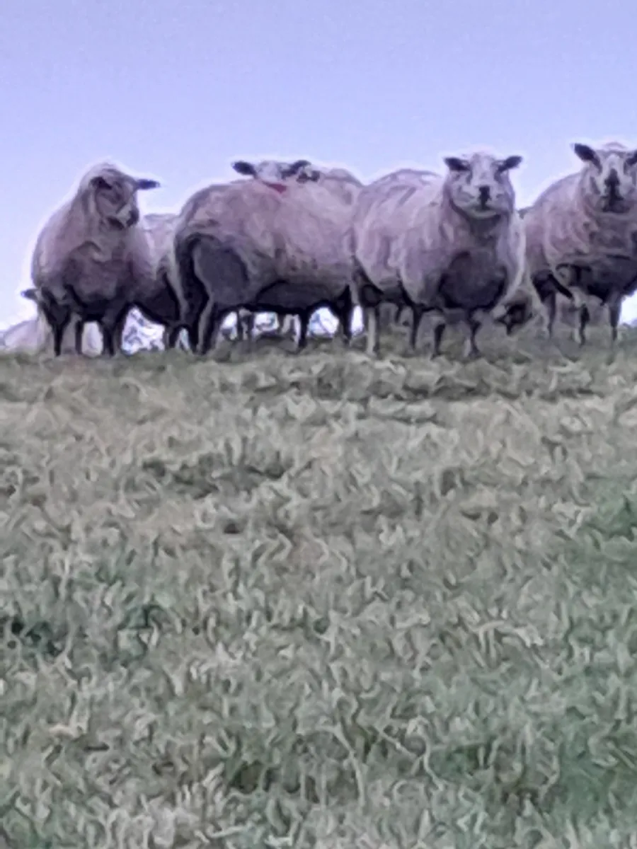 In Lamb Hoggets - Image 2