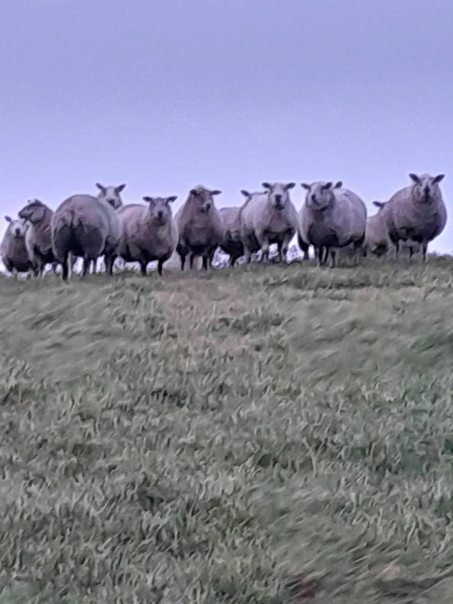 In Lamb Hoggets - Image 3