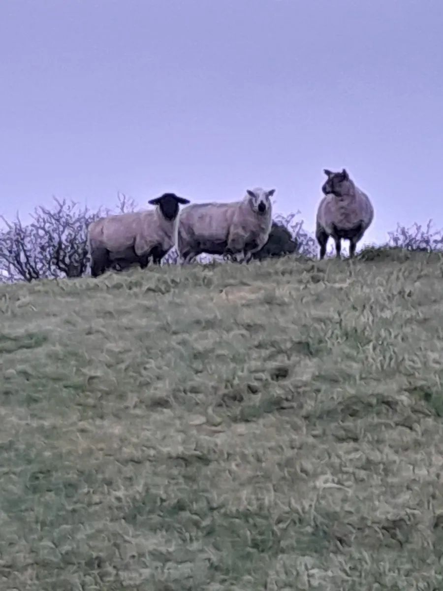 In Lamb Hoggets - Image 4