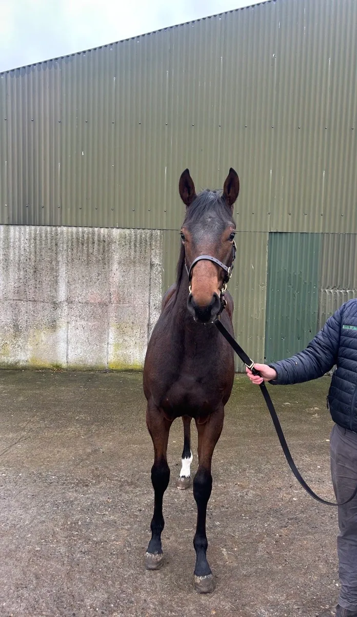 TB yearling - Image 1