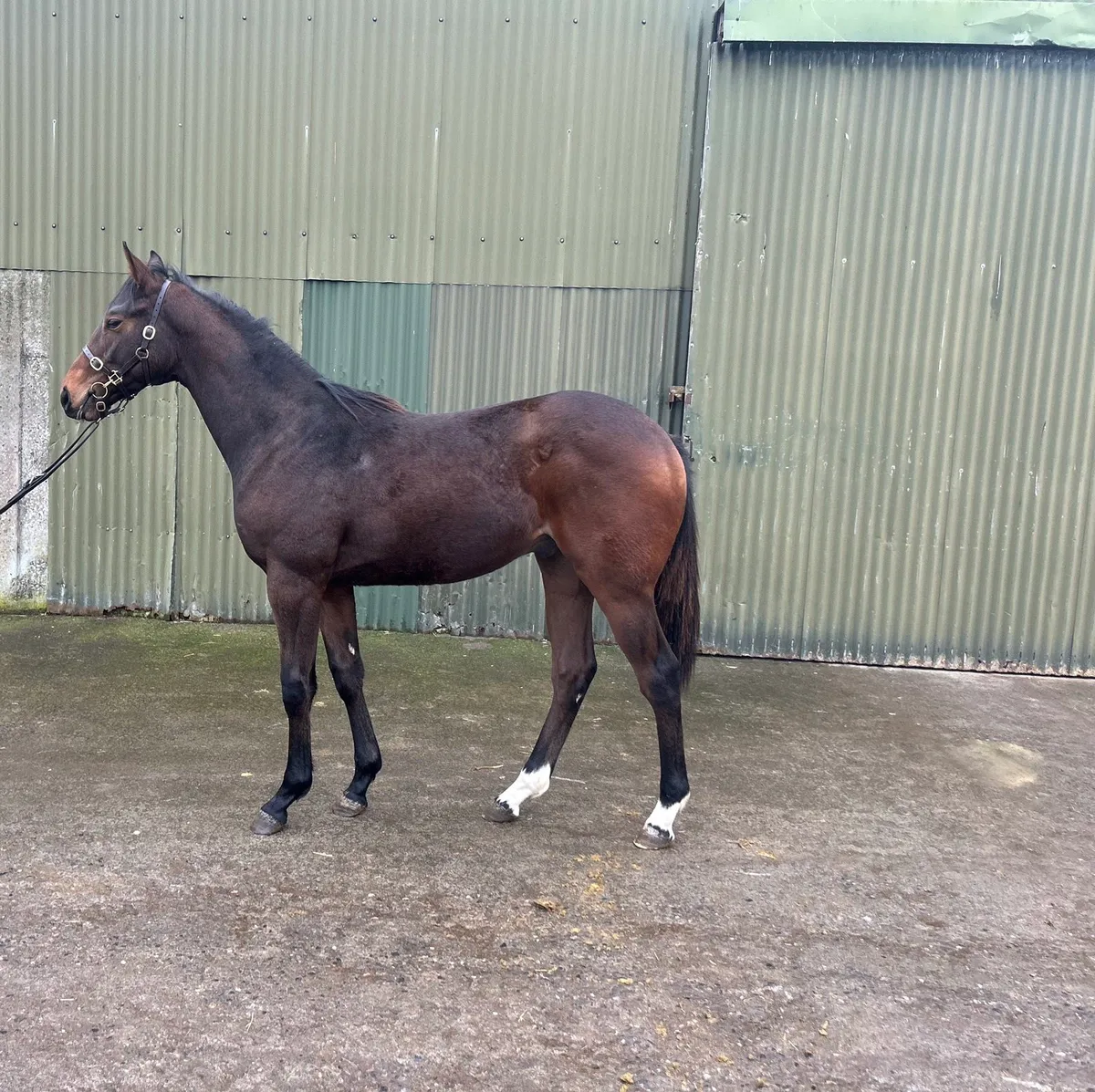 TB yearling - Image 2