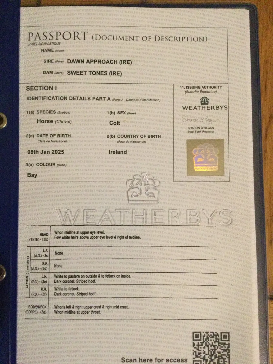 TB yearling - Image 4