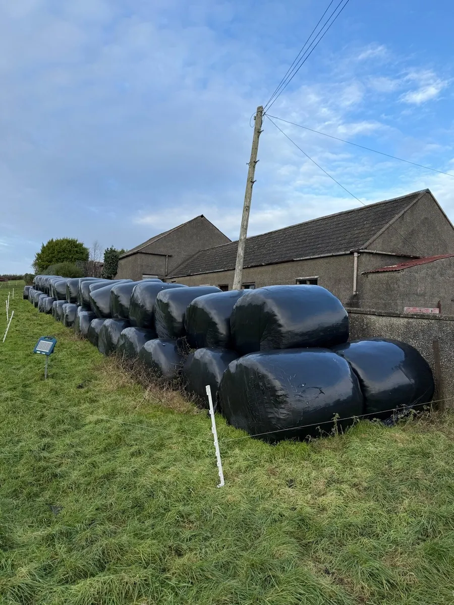 Big bale silage - Image 2