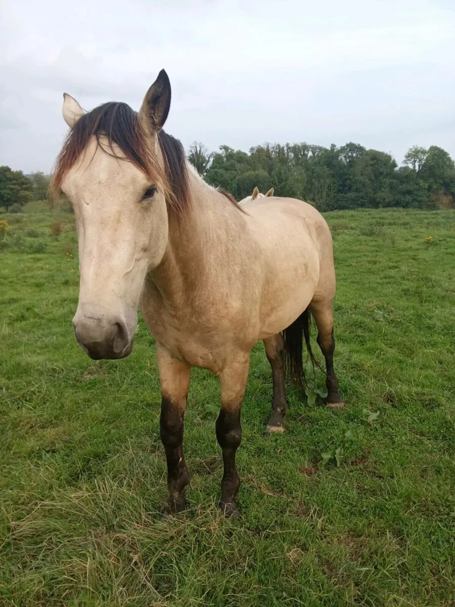 Buckskin and Palomino Geldings rising 3 year olds - Image 2