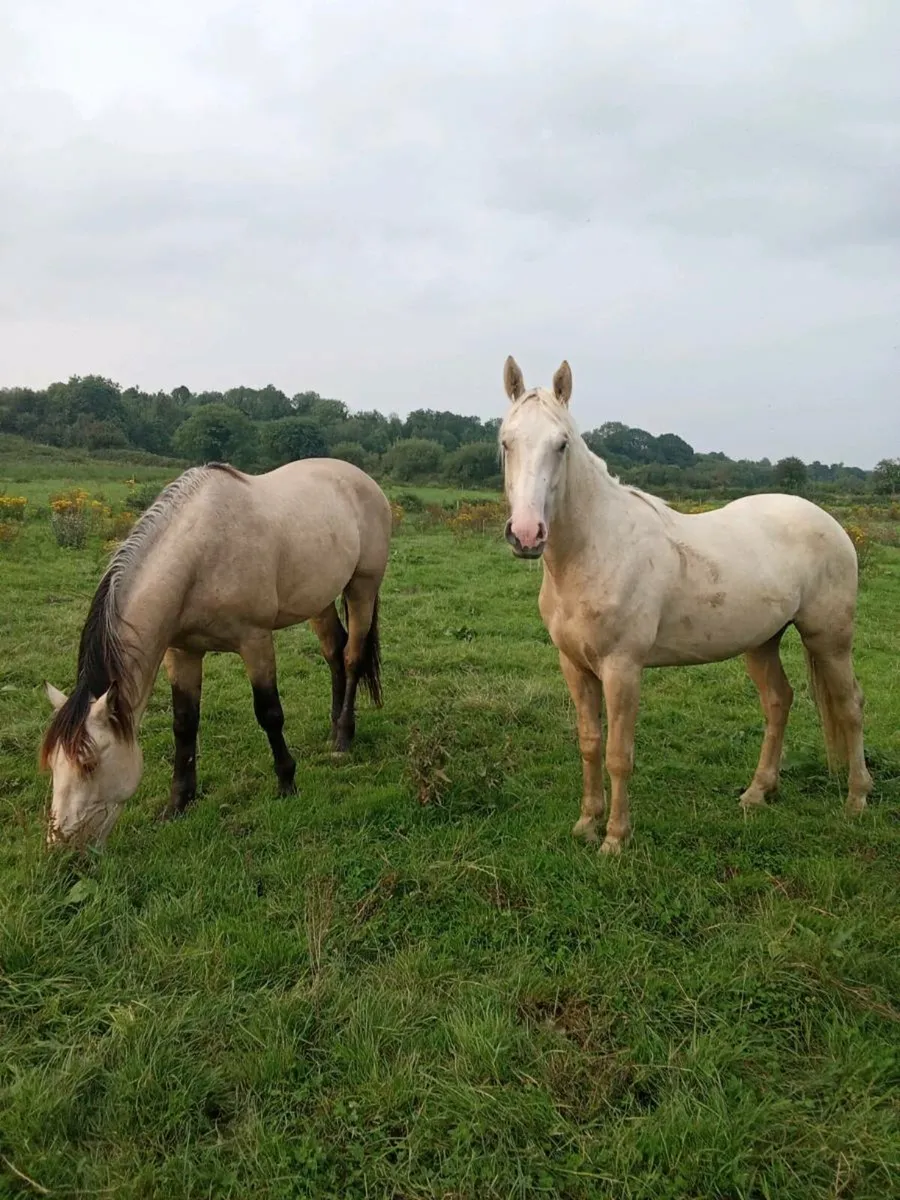 Buckskin and Palomino Geldings rising 3 year olds - Image 1