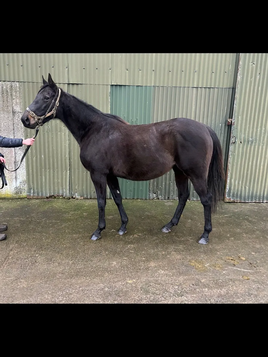 Thoroughbred Mare In Foal - Image 1