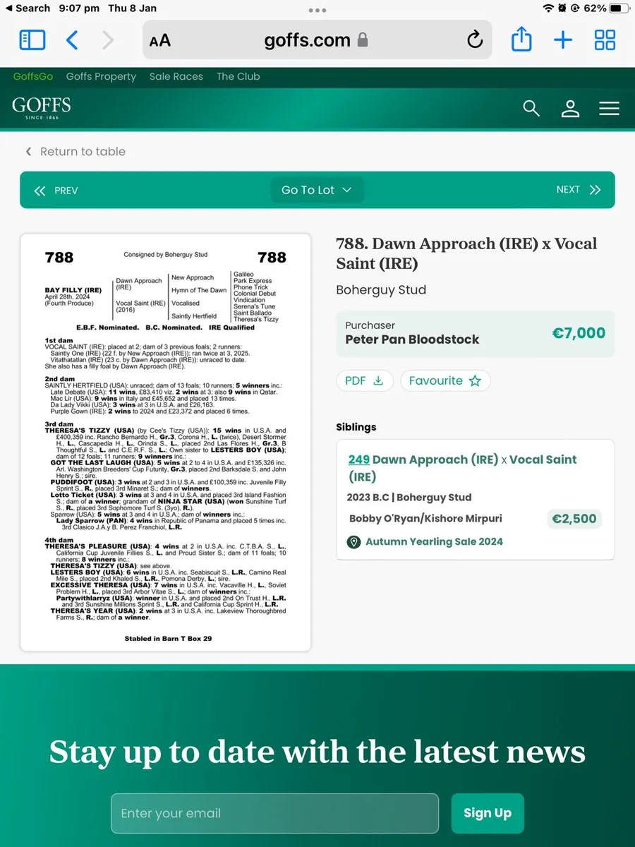 Thoroughbred Mare In Foal - Image 2