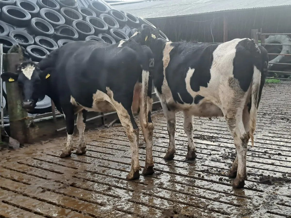 Complete Dairy clearance tomorrow 100 cows - Image 3