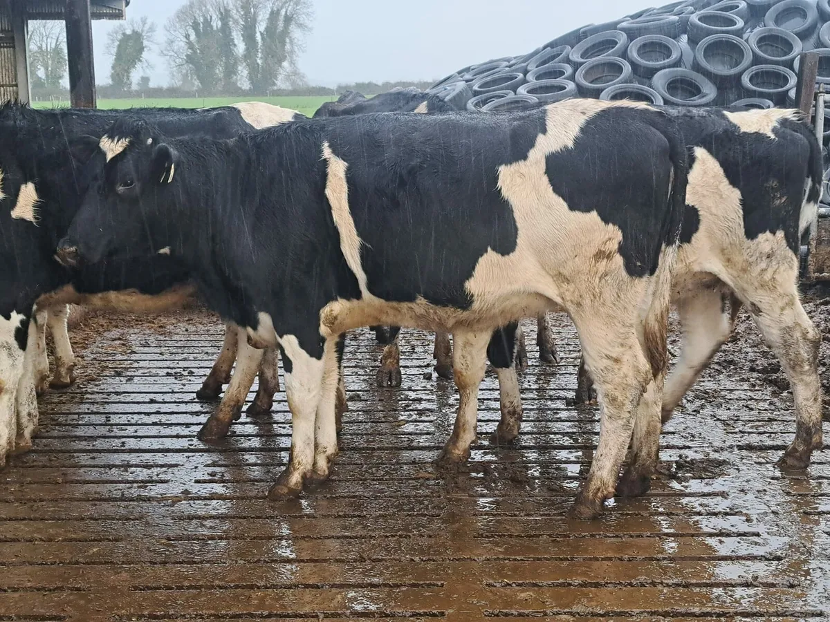 Complete Dairy clearance tomorrow 100 cows - Image 4