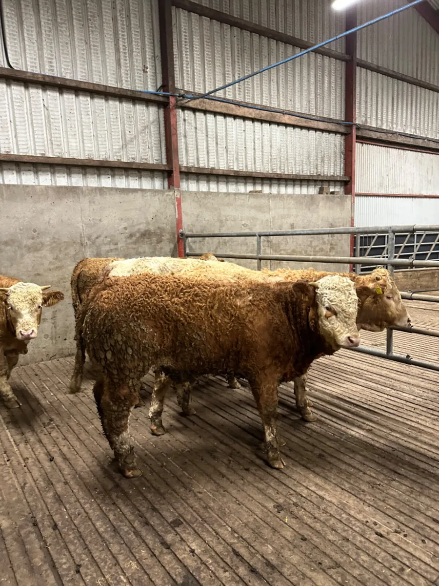 Simmental bulls - Image 1