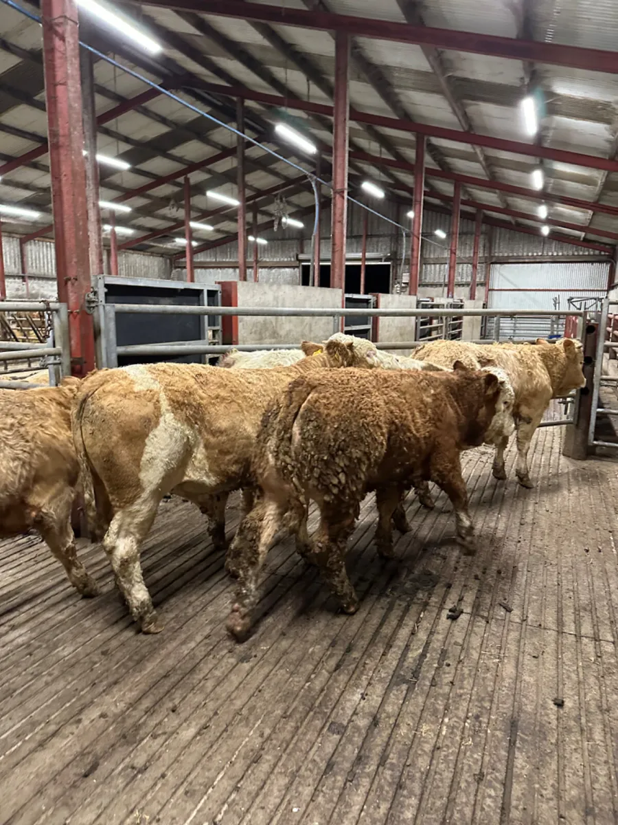 Simmental bulls - Image 4