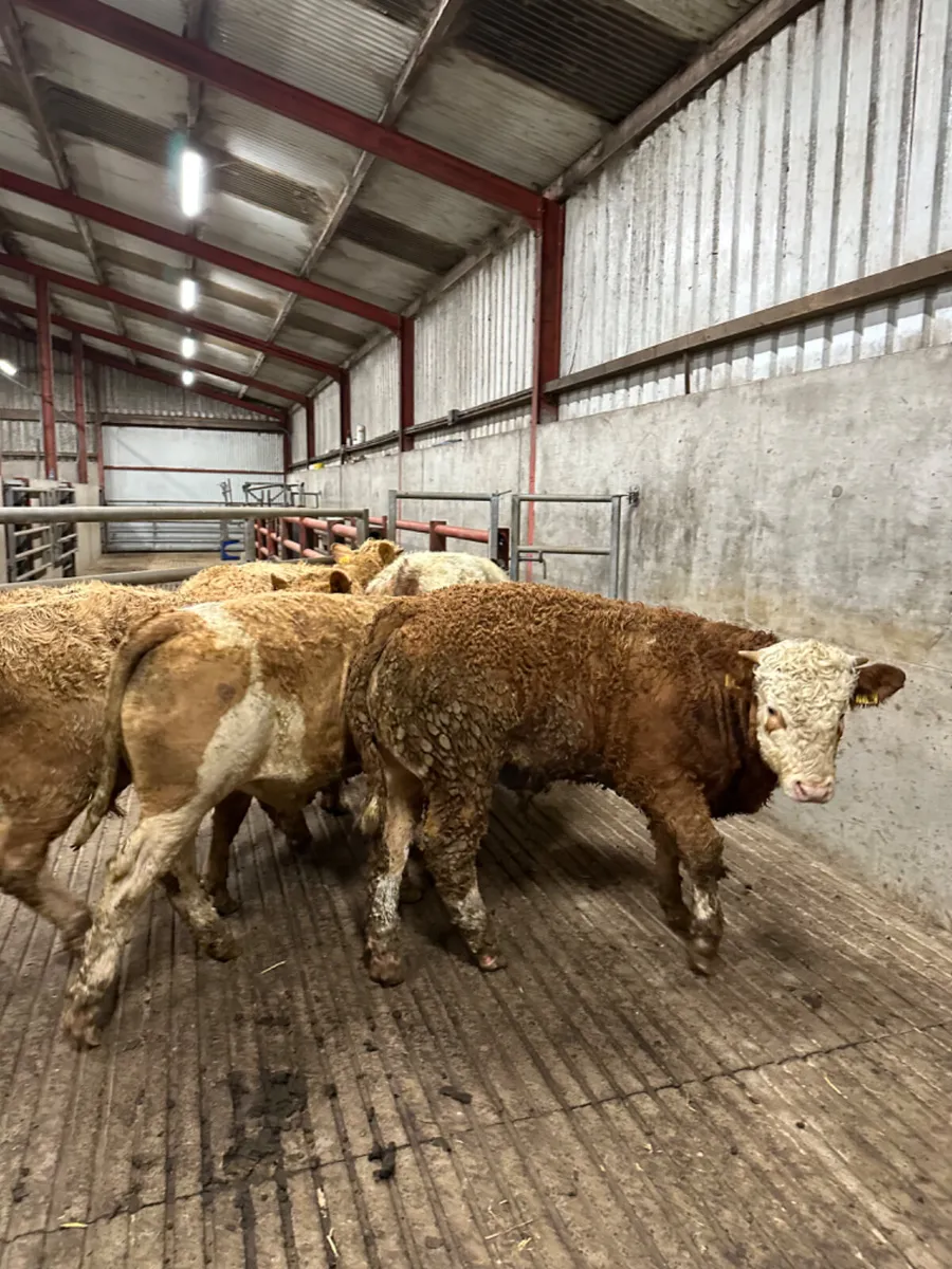 Simmental bulls - Image 3