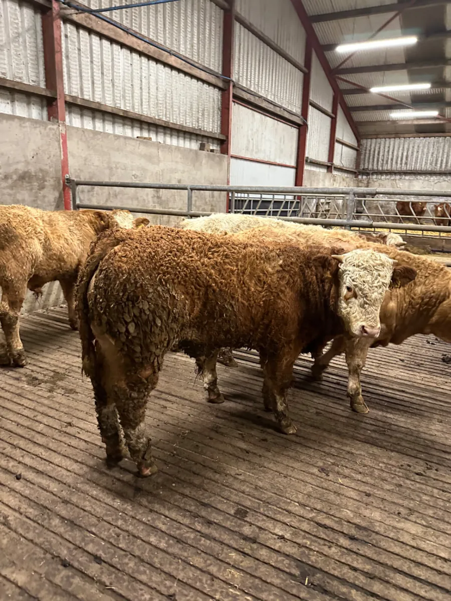 Simmental bulls - Image 2