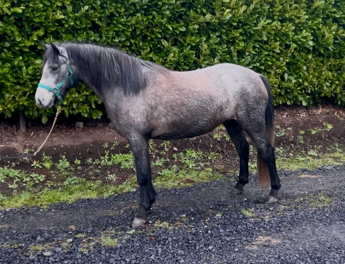 3 year old Connemara - Image 2