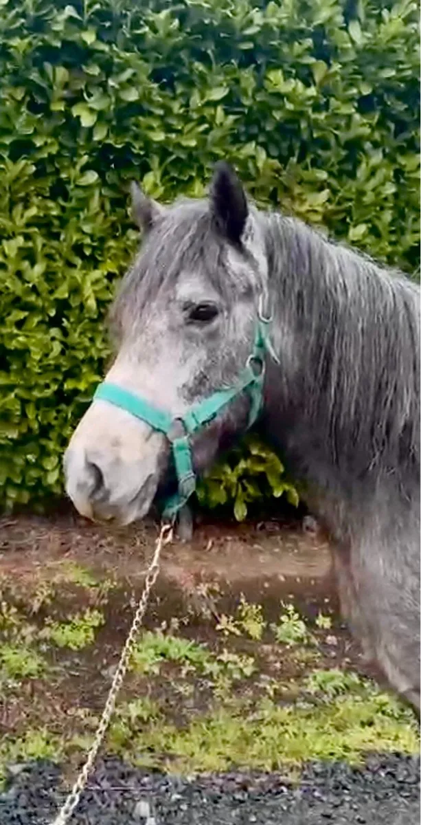 3 year old Connemara - Image 3