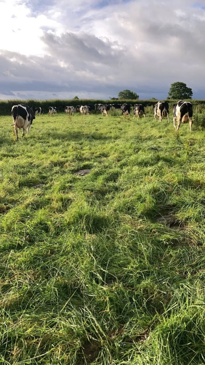 Farm Fencing Service Available - Image 3