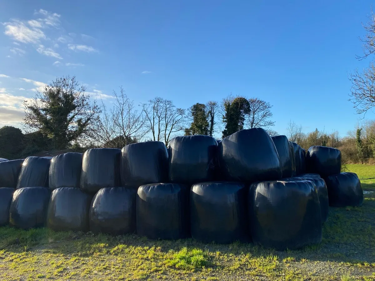Silage bales first cut