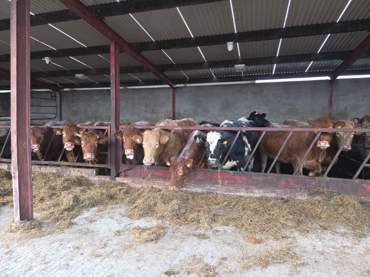 5 star springing Heifer - Image 1