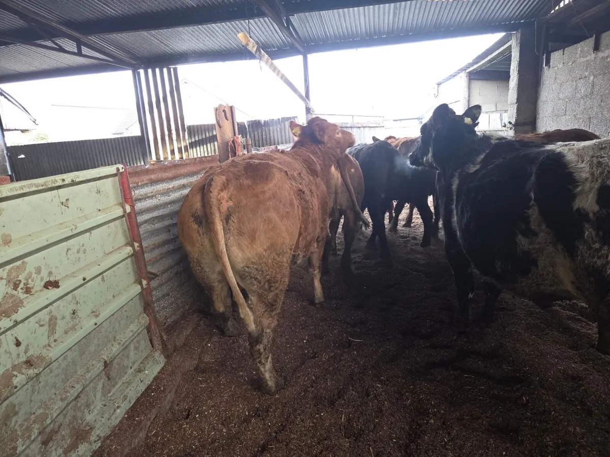 5 star springing Heifer - Image 2