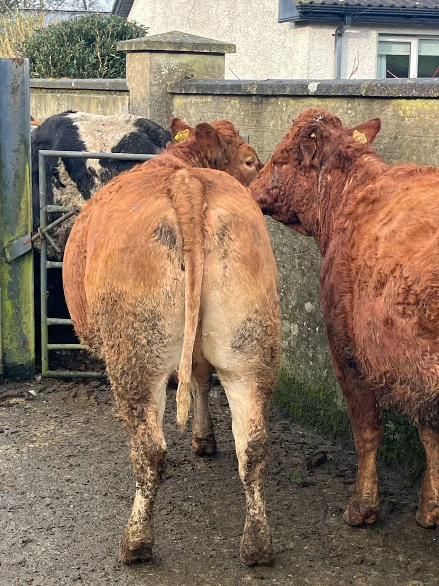 5 star springing Heifer - Image 3