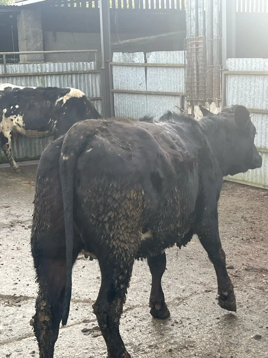 5 star springing Heifer - Image 4