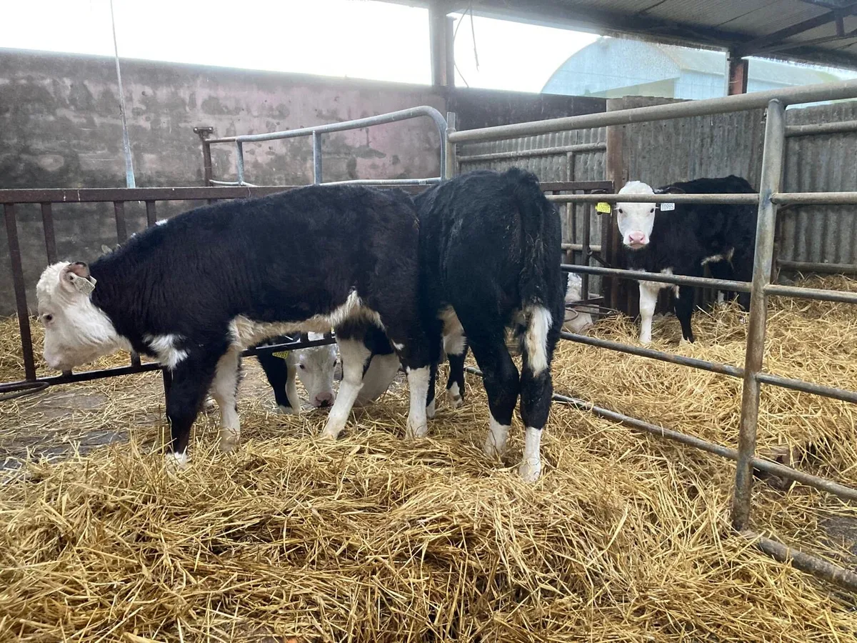 Hereford calves - Image 1