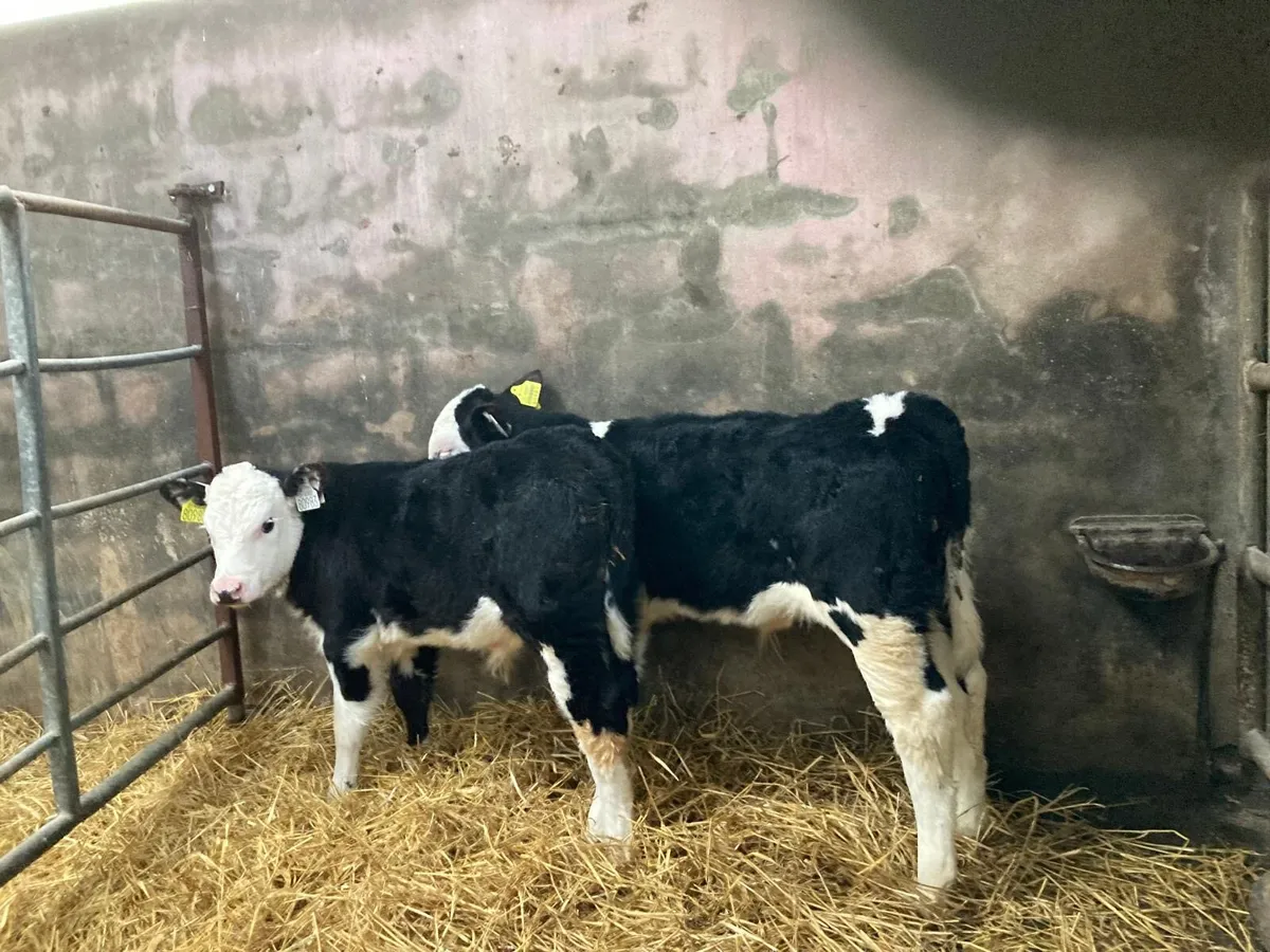 Hereford calves - Image 2