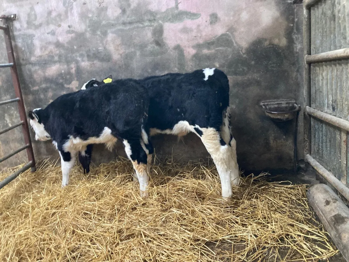 Hereford calves - Image 3