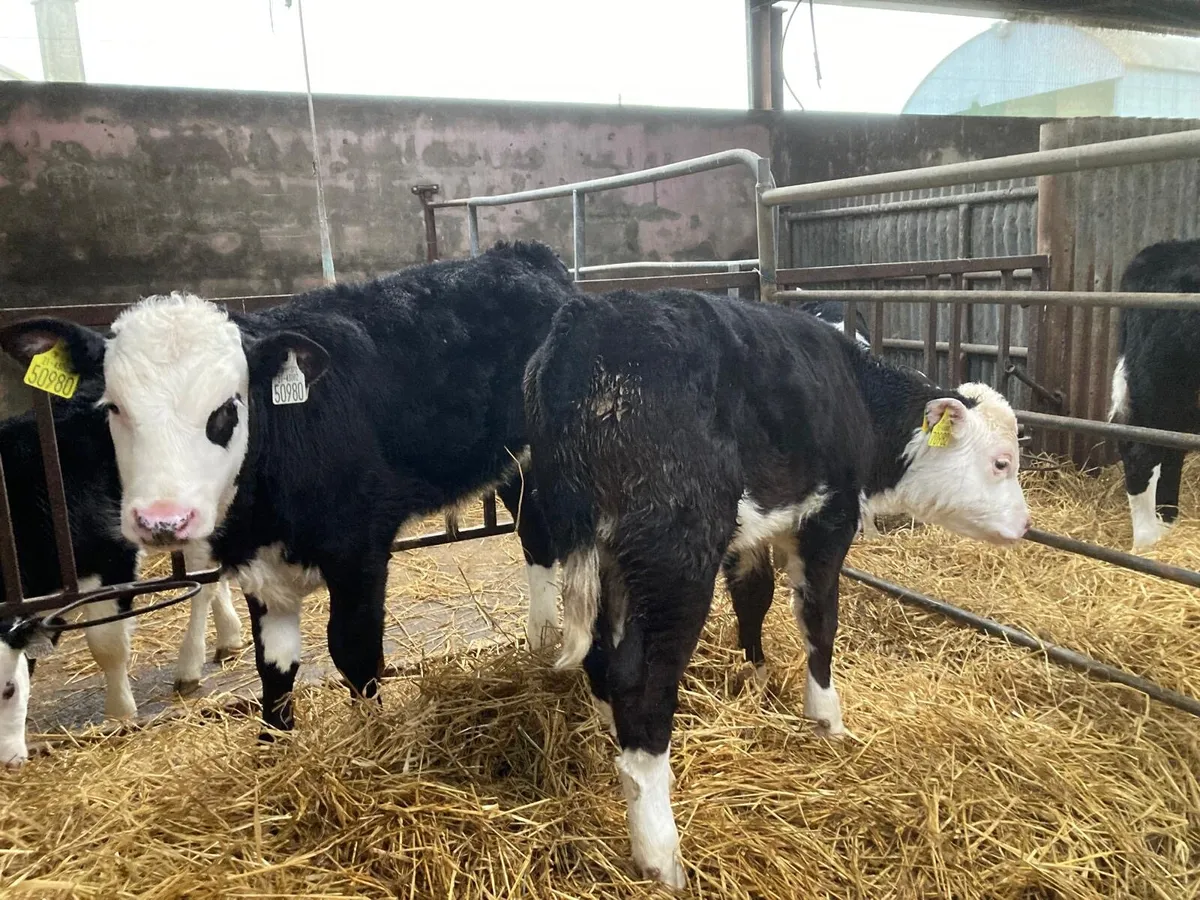 Hereford calves - Image 4