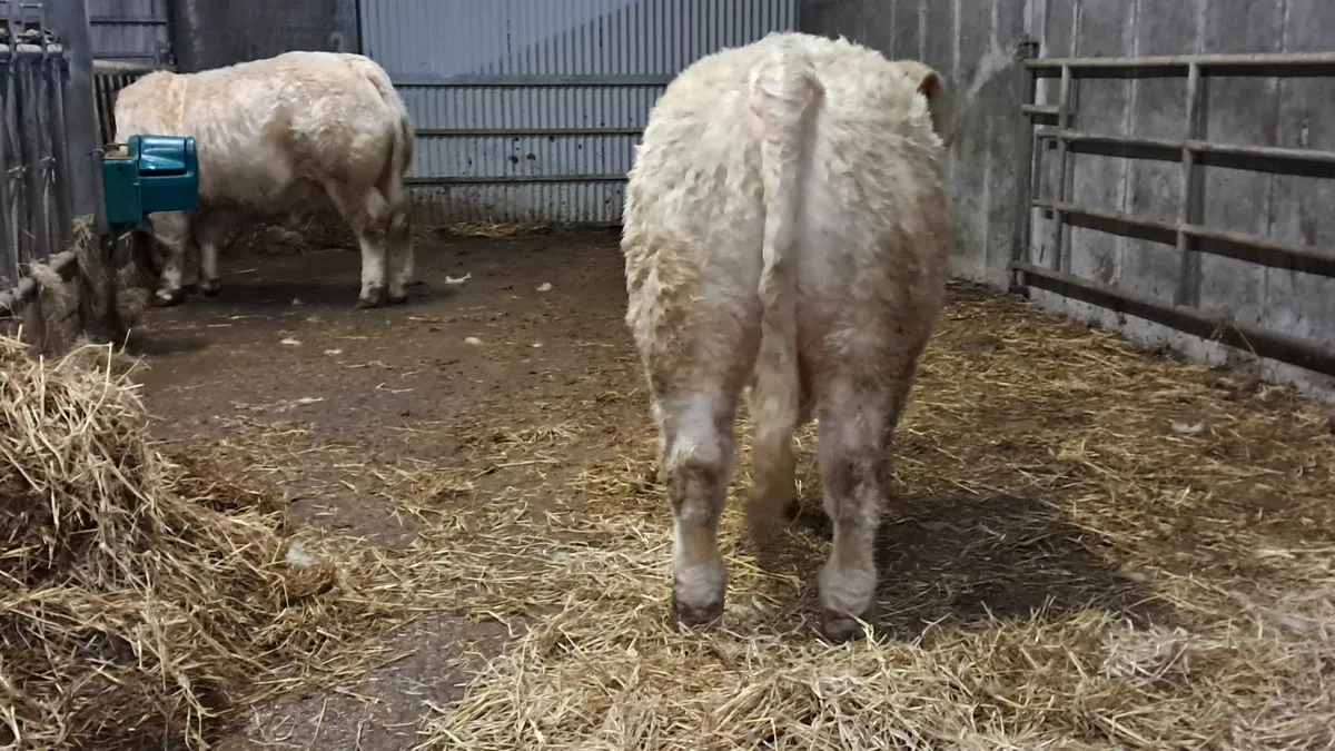5 star charolais bulls - Image 2