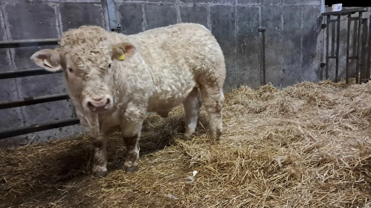 5 star charolais bulls - Image 4