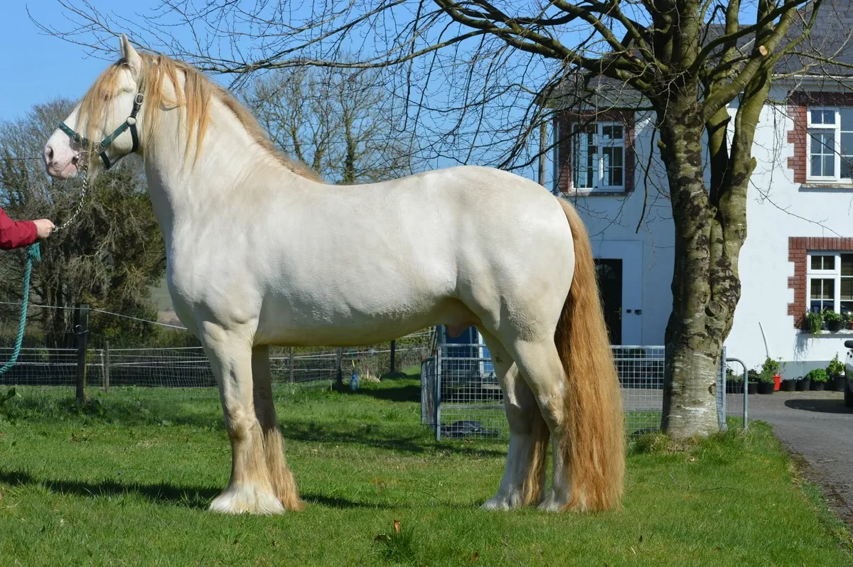 In Foal Broodmare - Image 3