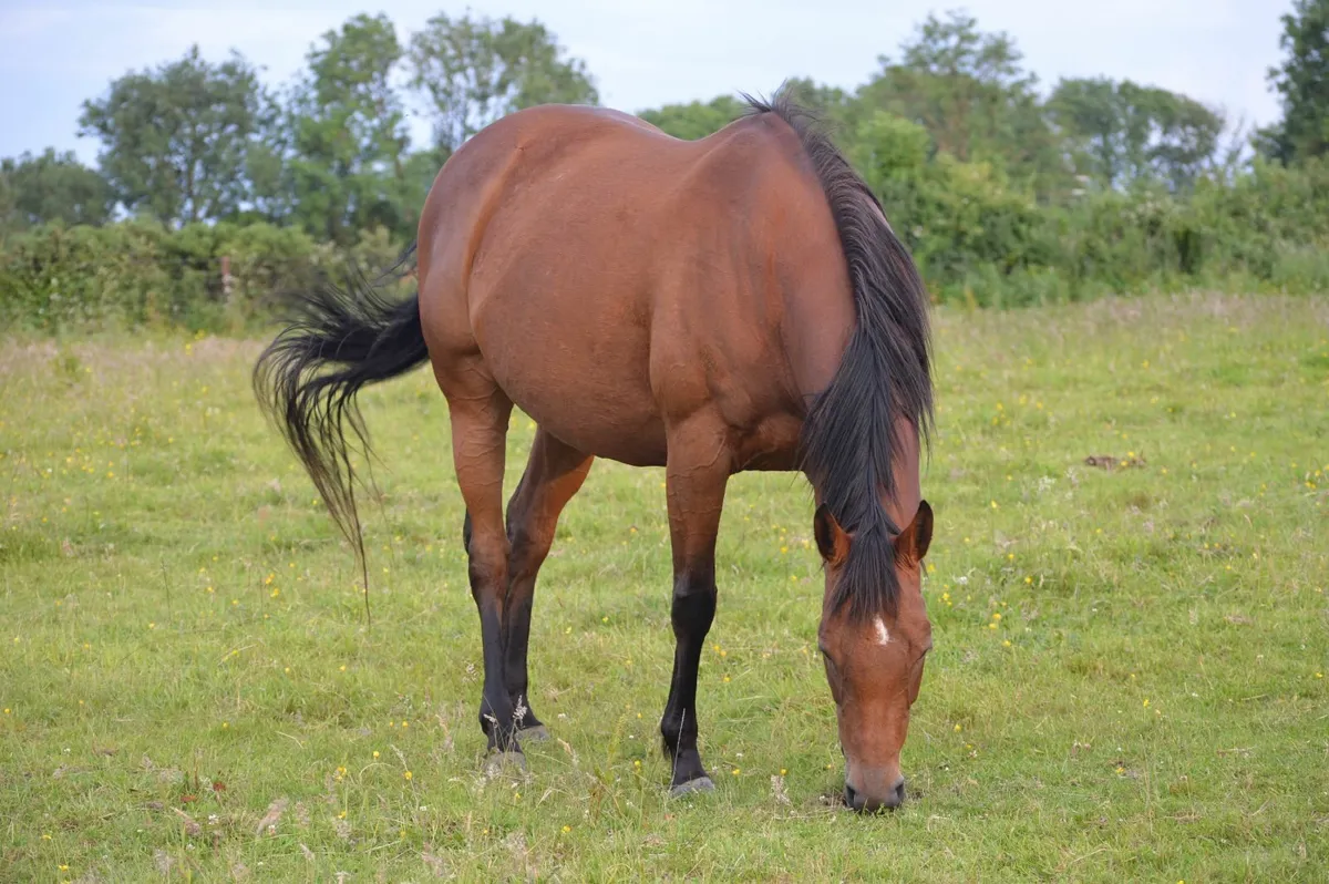 In Foal Broodmare - Image 1