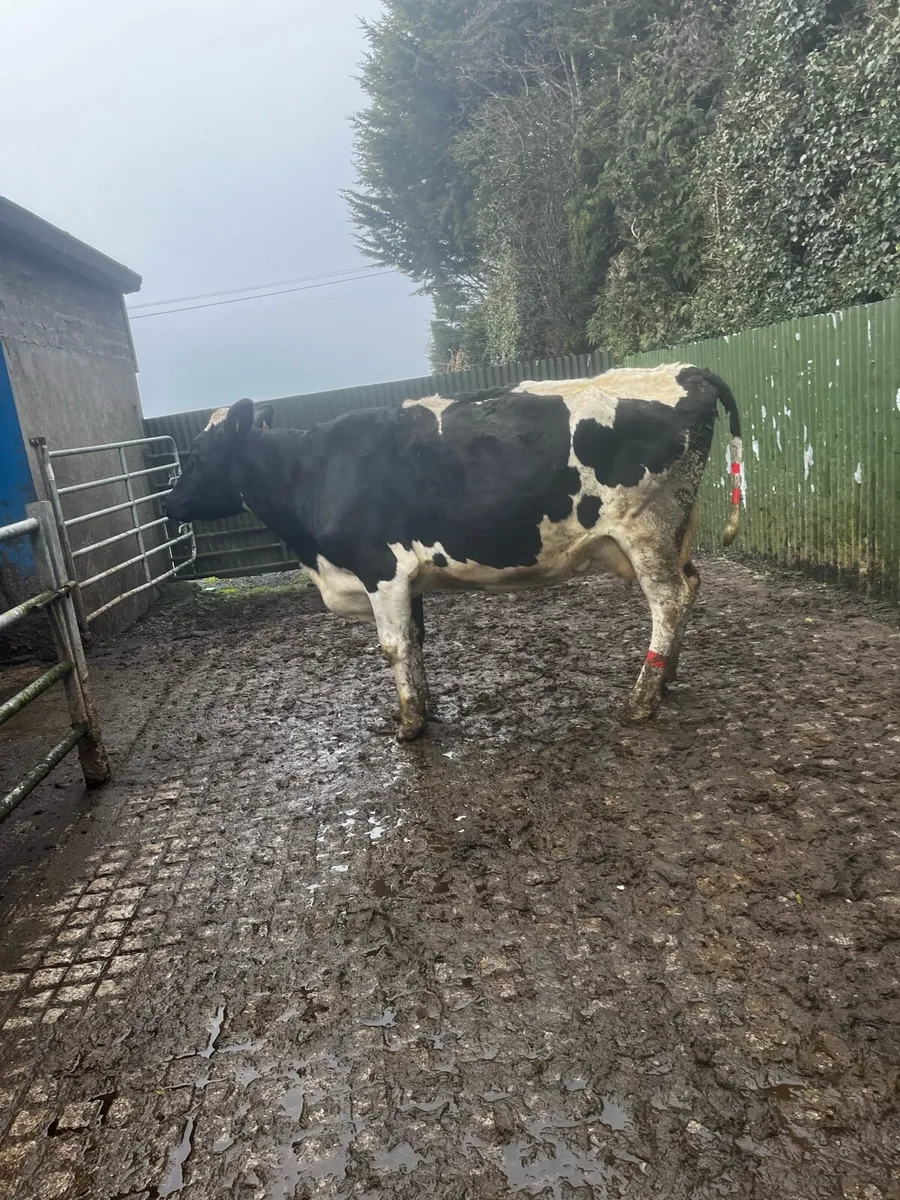 Cow for feeding calfs - Image 1